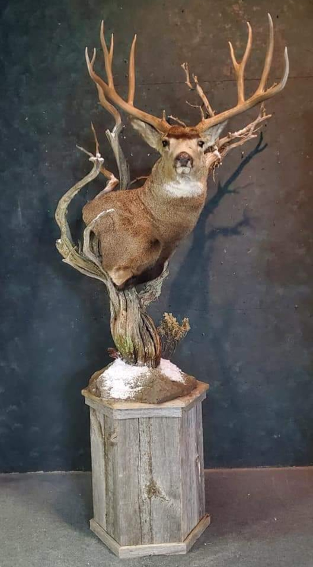 Taxidermy – Timberland Taxidermy